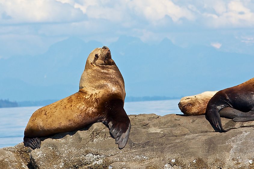 A Steller sea lion basking in the sun.