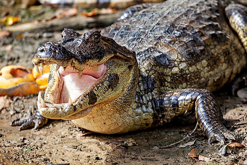 A black caiman (Melanosuchus niger)