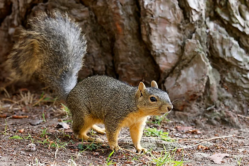 A fox squirrel (Sciurus niger)