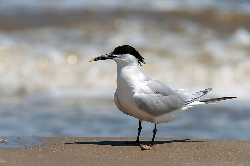 A sandwich tern (Thalasseus sandvicensis) 