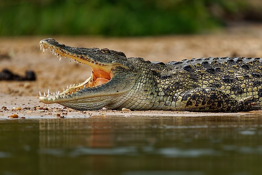 A Nile crocodile (Crocodylus niloticus)
