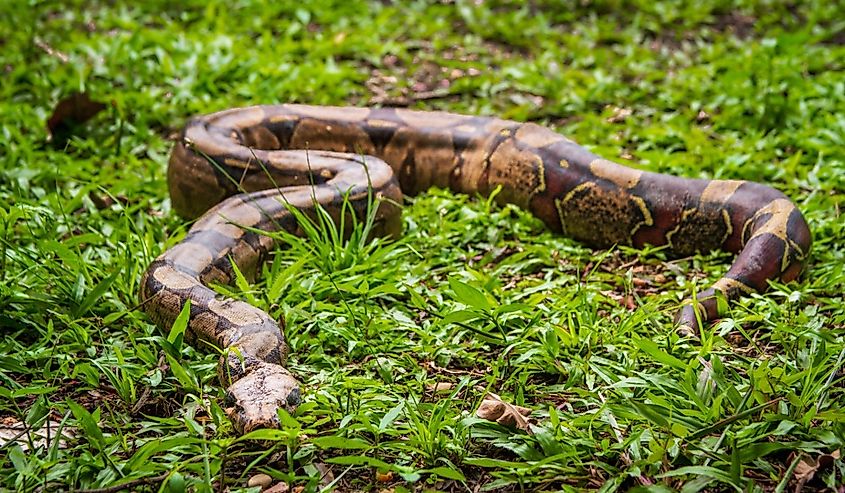 A boa constrictor (Boa constrictor), a Brazilian snake, in a wildlife recovery center.