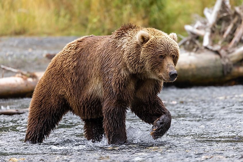 A Kodiak bear (Ursus arctos middendorffi)