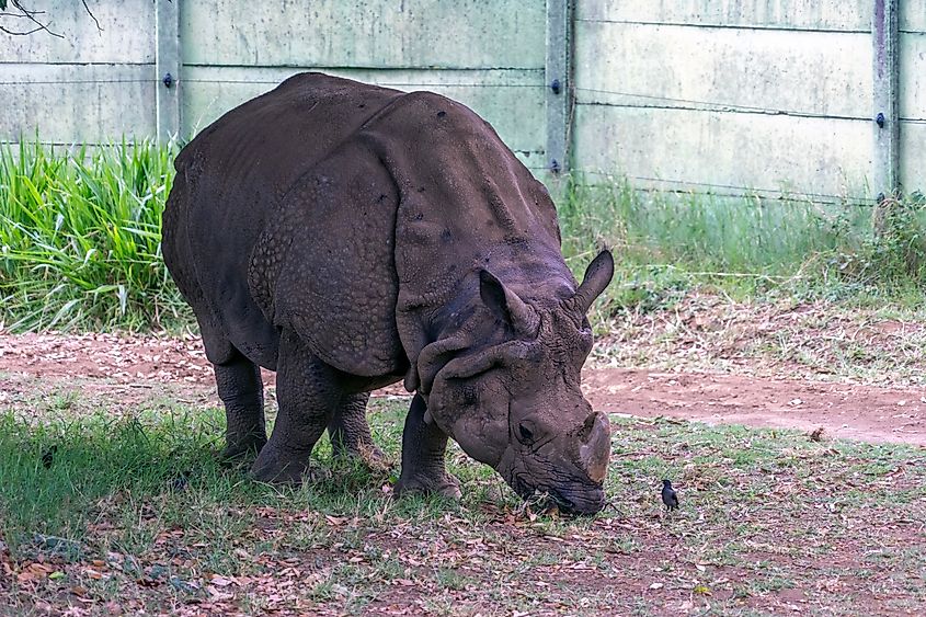 A grazing Javan rhino (Rhinoceros sondaicus)
