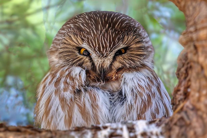 A northern saw-whet owl (Aegolius acadicus)
