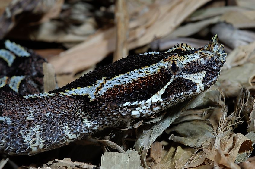 A rhinoceros viper (Bitis nasicornis)