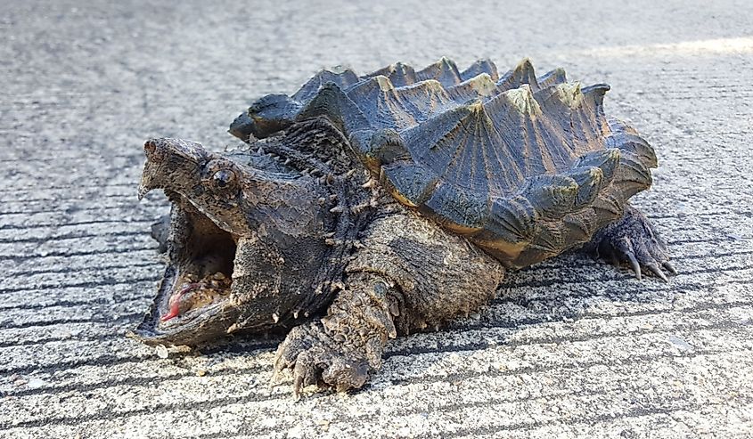 Alligator snapping turtle on the road