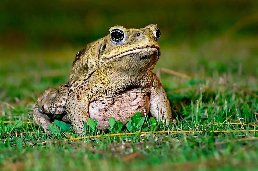 A cane toad (Rhinella marina)