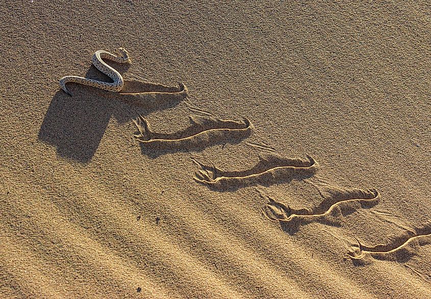 A Sidewinder snake quickly slithers through desert sand, leaving markings behind it.