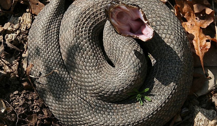 Western Cottonmouth (Agkistrodon piscivorus leucostoma)