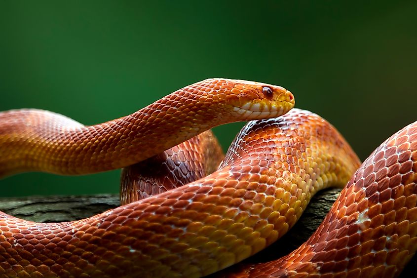 A corn snake (Pantherophis guttatus)