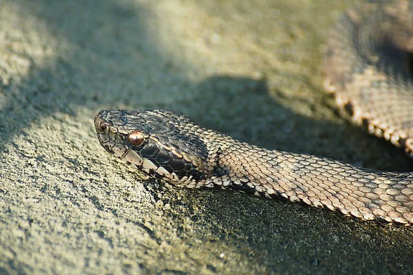 A mamushi (Gloydius blomhoffii)