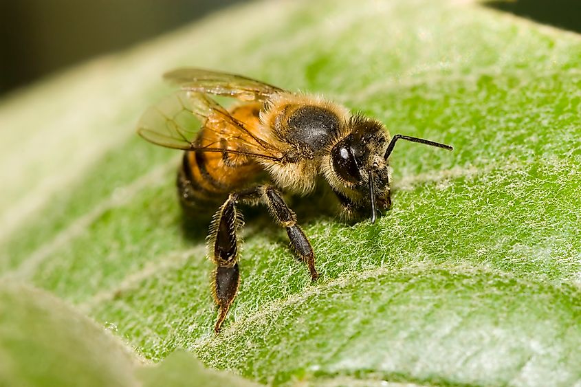 An Africanized honey bee