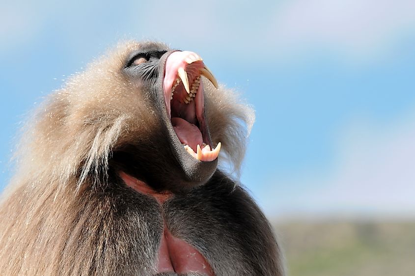 A gelada (Theropithecus gelada)