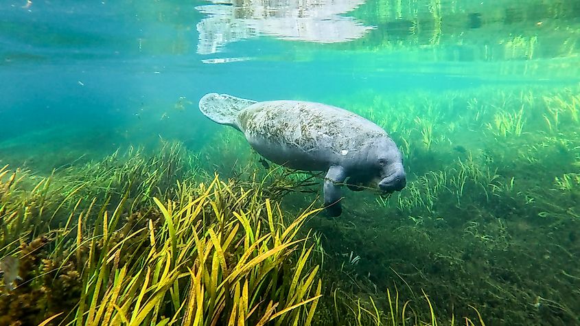 A manatee feeding in clear water in Silver River in Ocala, Florida