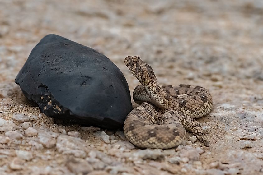 A Saharan horned viper (Cerastes cerastes)