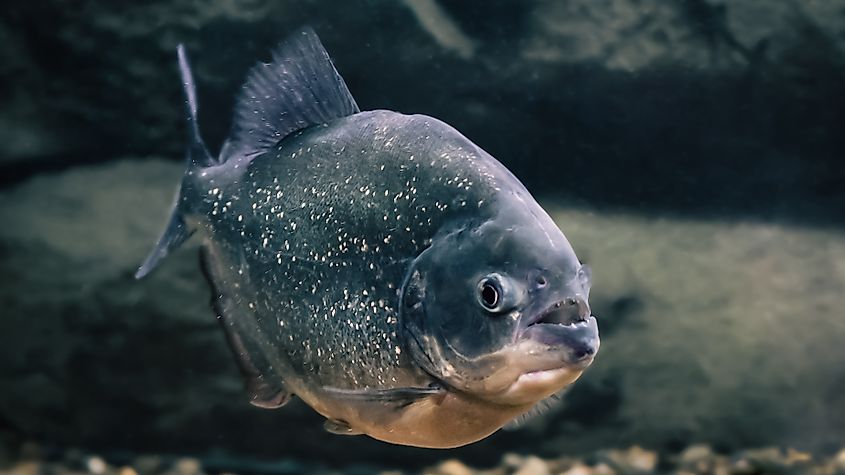 A piranha