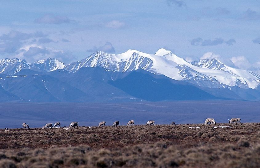 A herd of caribou grazing on open tundra in the Arctic National Wildlife Refuge, Alaska.