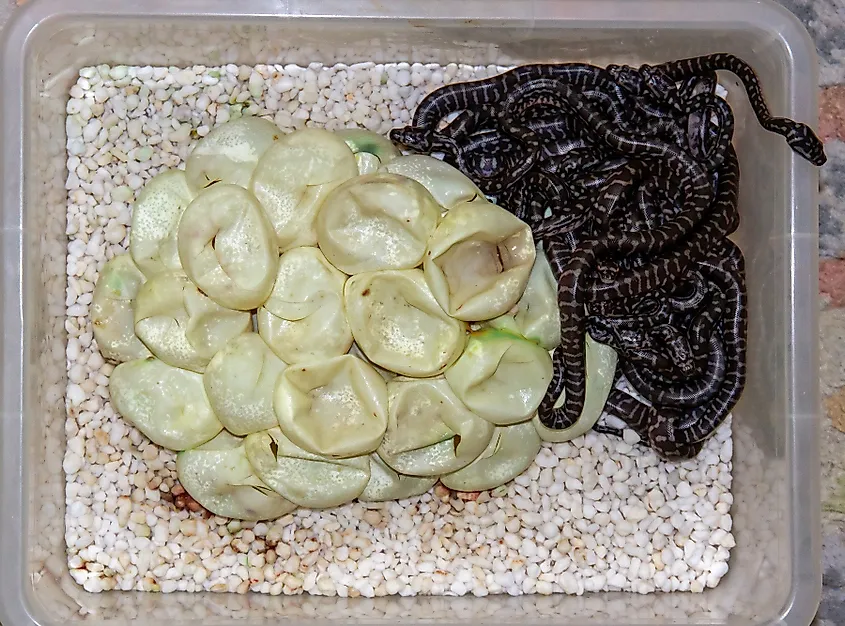 Clutch of hatchling Centralian Carpet Pythons
