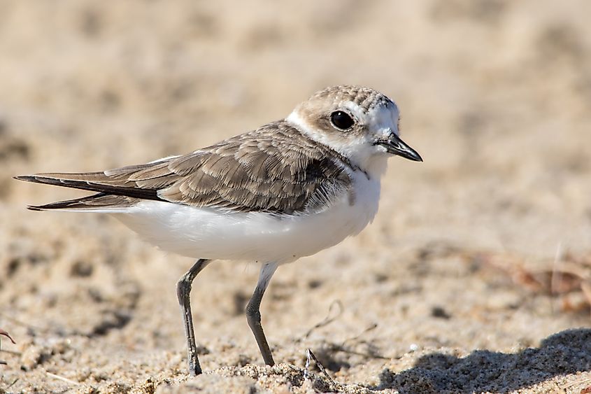 A snowy plover (Anarhynchus nivosus)