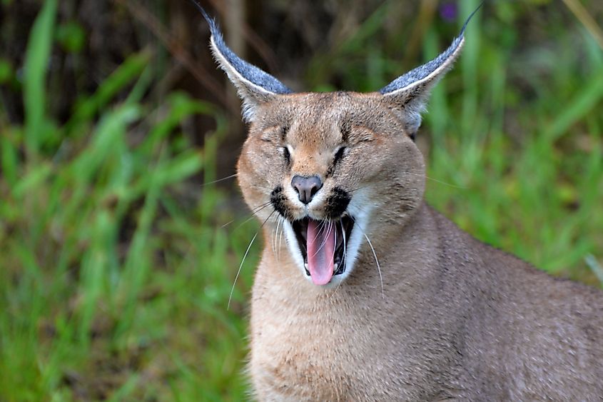 A caracal (Caracal caracal)