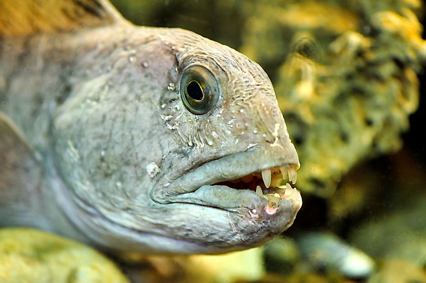 An Atlantic wolffish (Anarhichas lupus)
