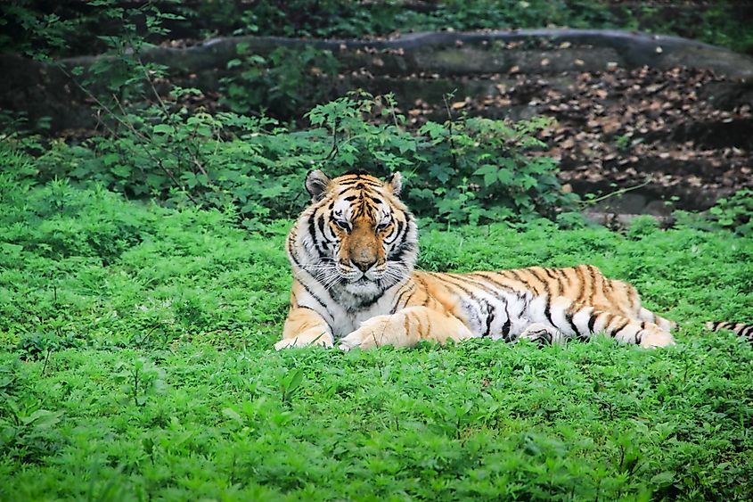 A South China tiger (Panthera tigris amoyensis)
