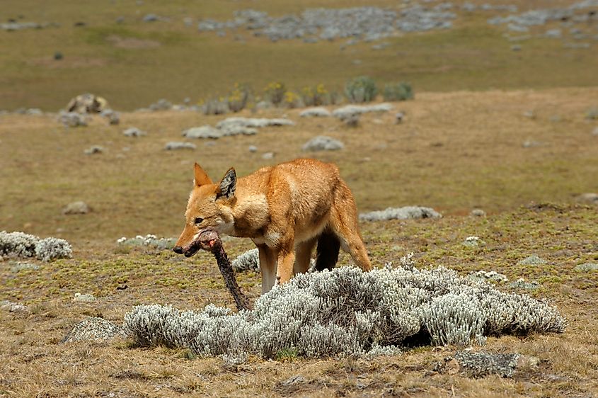 An Ethiopian wolf eating after a hunt