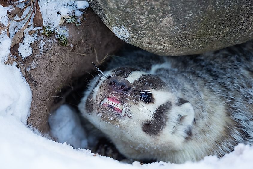 An American badger (Taxidea taxus)
