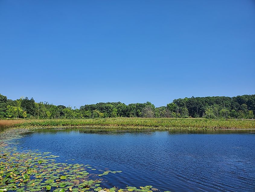 View of the lily pad-lined water at Pokagon State Park