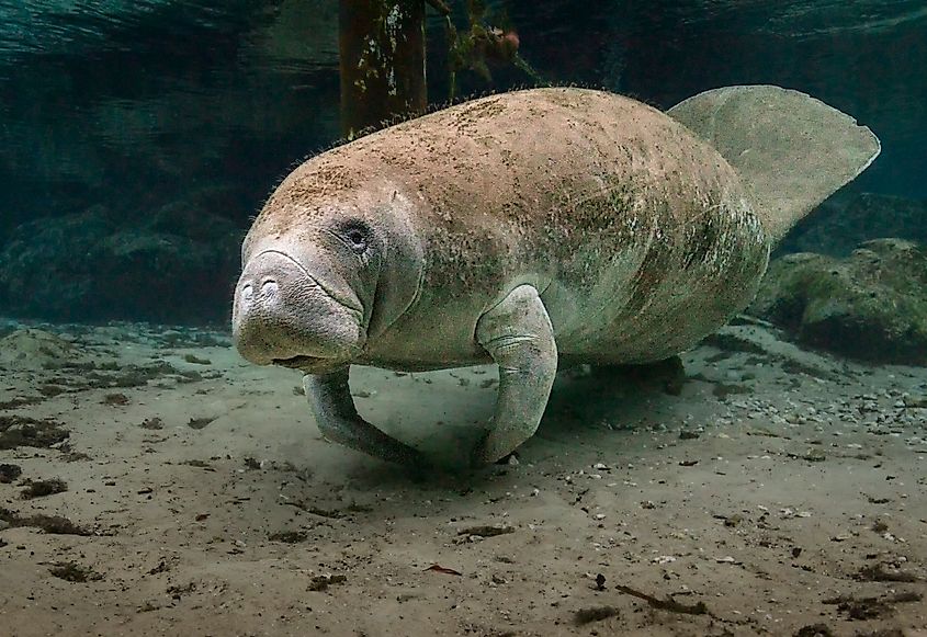 A Florida manatee (Trichechus manatus latirostris)