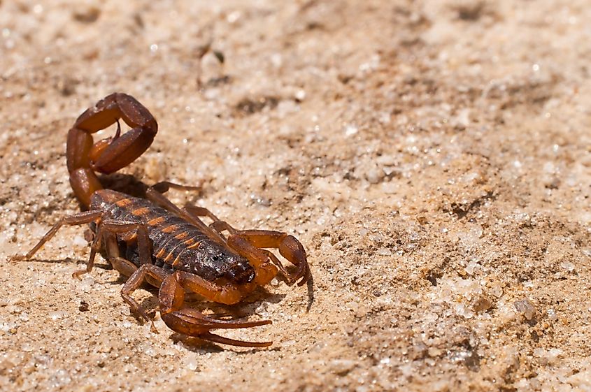 A striped bark scorpion (Centruroides vittatus)