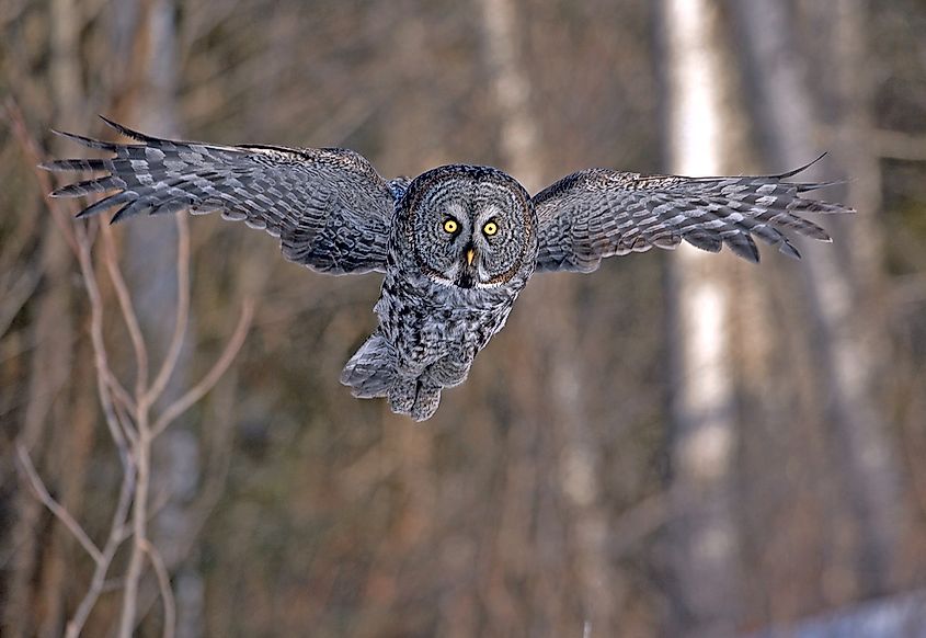 A great grey owl, one of the largest owls in the world.