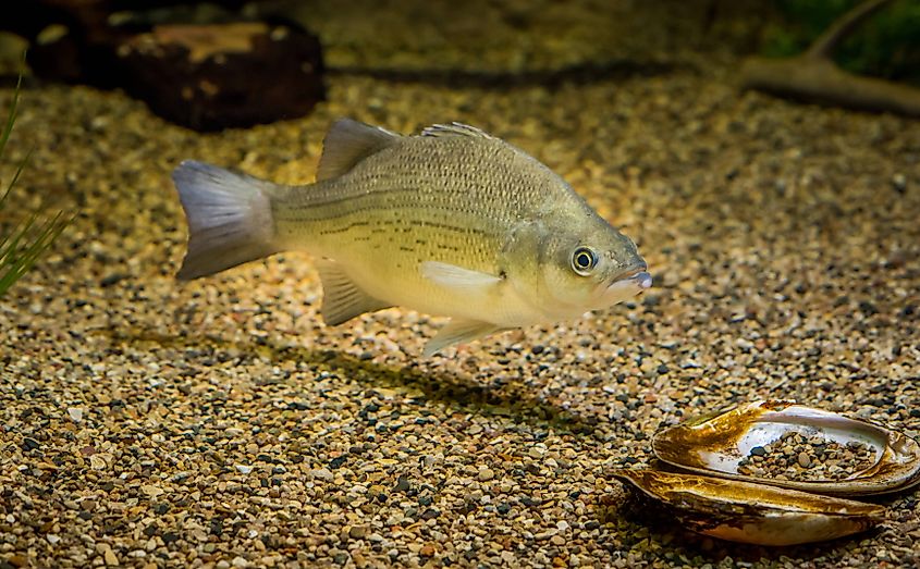 A white bass (Morone chrysops)