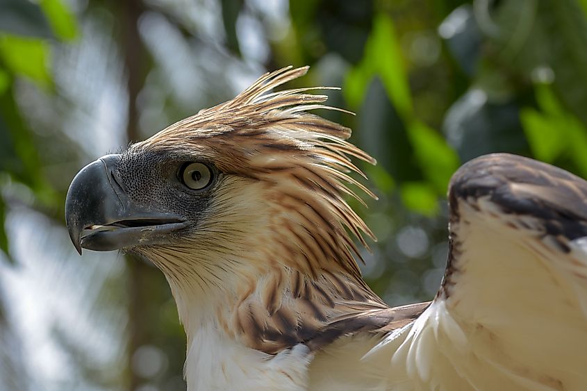 A Philippine eagle (Pithecophaga jefferyi)