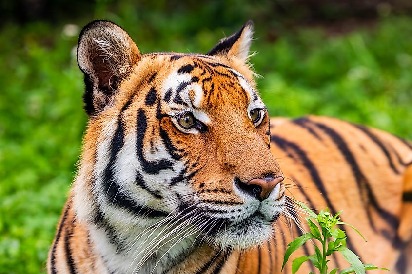 A South China tiger (Panthera tigris amoyensis)