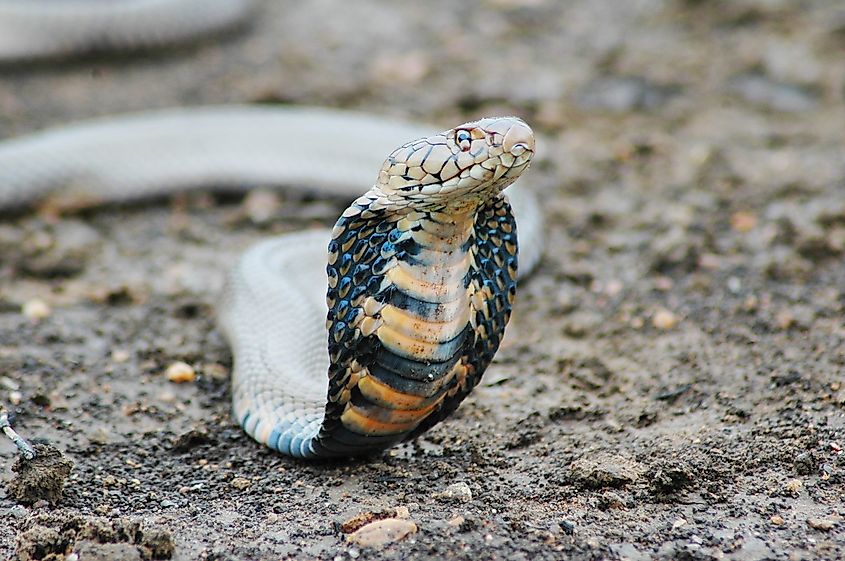 A Mozambique spitting cobra (Naja mossambica)