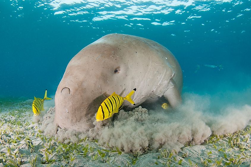 A dugong (Dugong dugon)