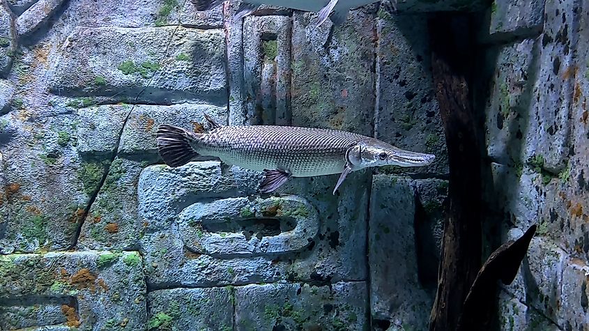An alligator gar (Atractosteus spatula)