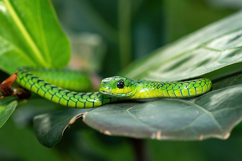 Boomslang Snake (Dispholidus typus)