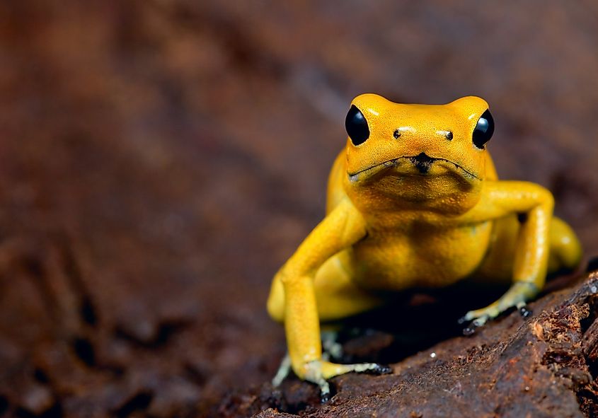 A golden poison frog (Phyllobates terribilis)
