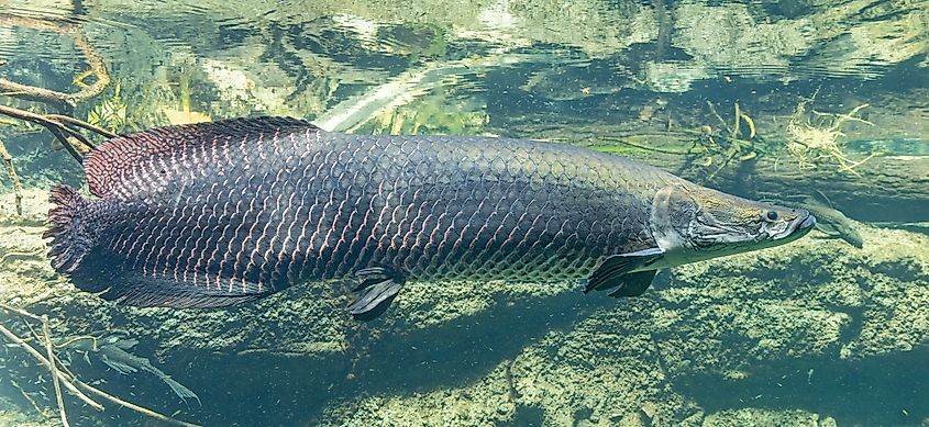 An arapaima (Arapaima gigas)