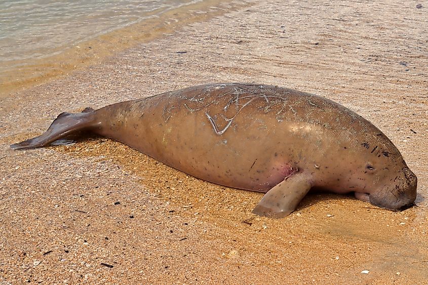A dead dugong washed ashore