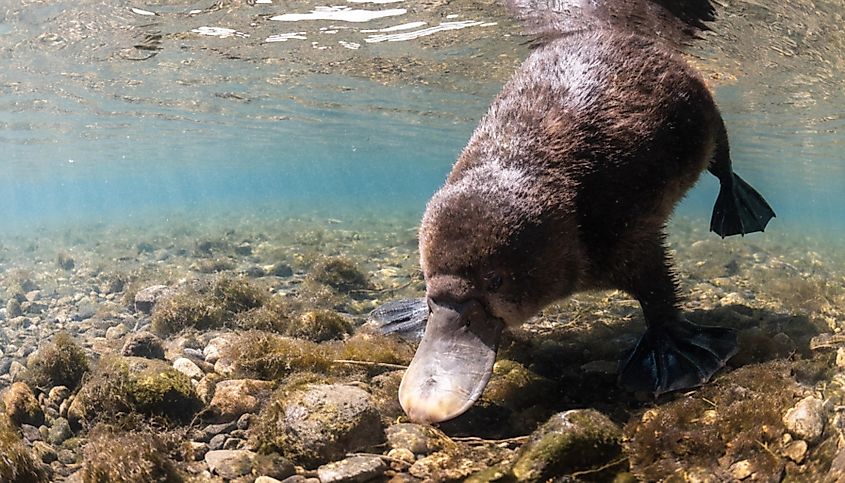 A platypus (Ornithorhynchus anatinus)