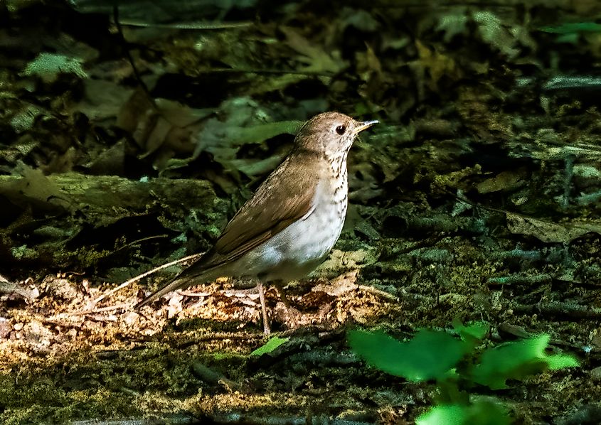 A Bicknell's thrush (Catharus bicknelli)