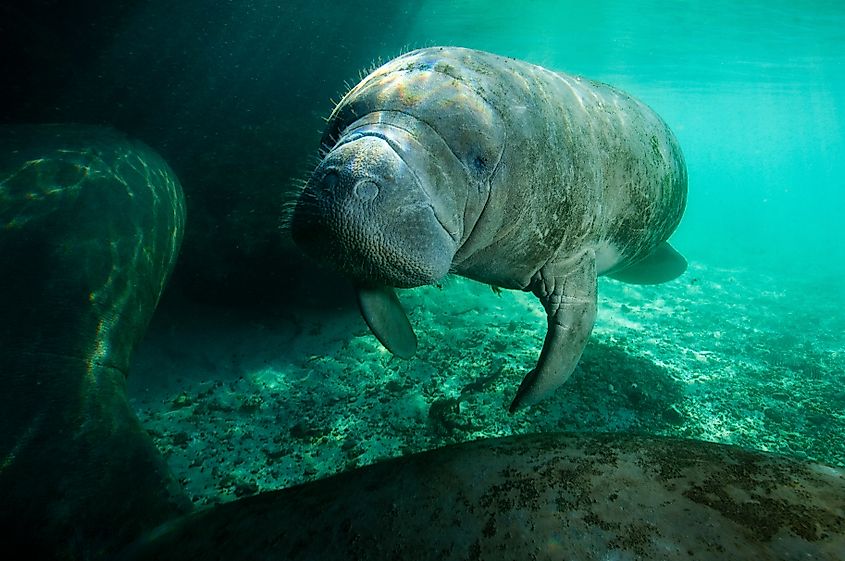 A West Indian manatee (Trichechus manatus)