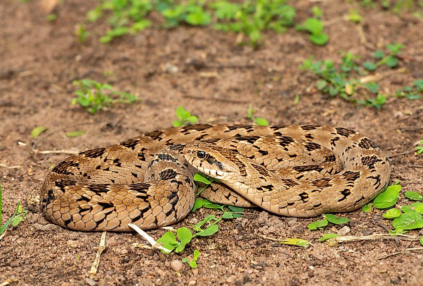 A rhombic night adder (Causus rhombeatus)