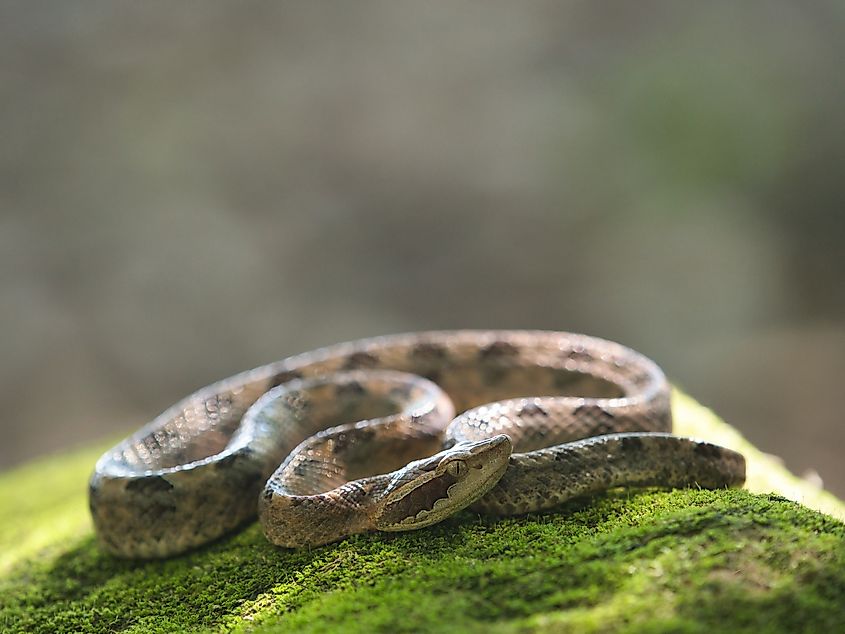 A Malayan pit viper (Calloselasma rhodostoma)