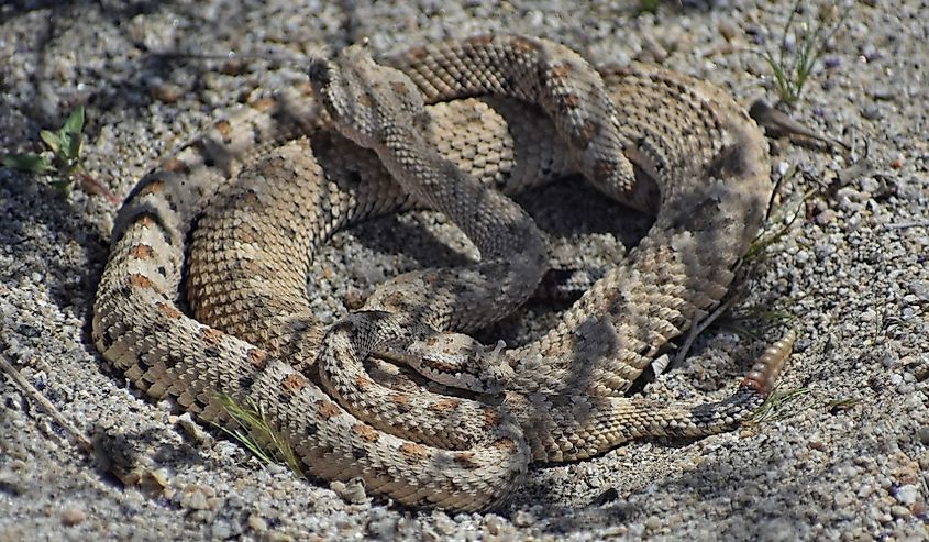 A Mojave Desert sidewinder, also called the horned rattlesnake.