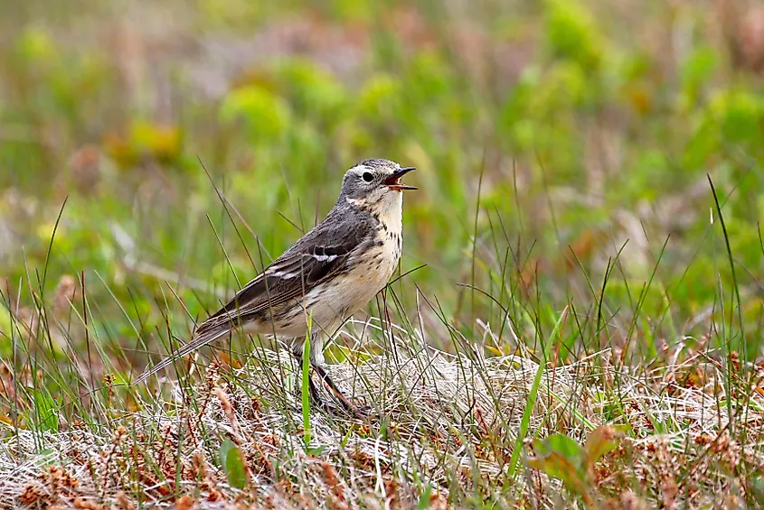An American pipit (Anthus rubescens)